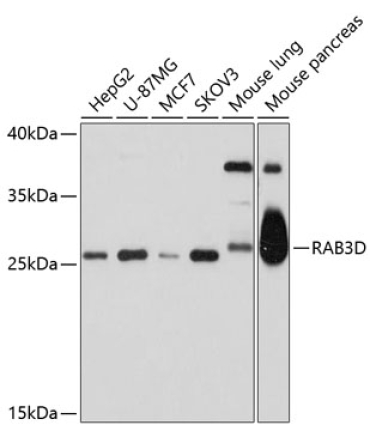 RAB3D Rabbit Polyclonal Antibody