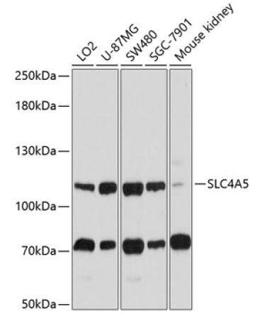 SLC4A5 Rabbit Polyclonal Antibody