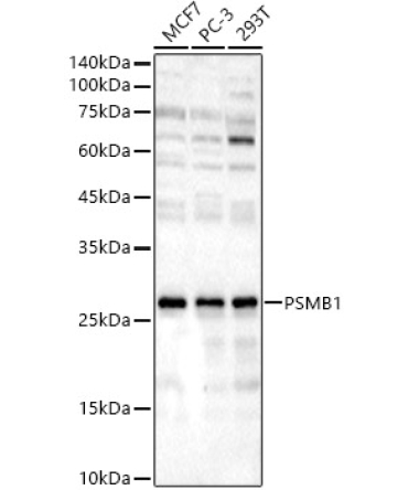 PSMB1 Rabbit Polyclonal Antibody
