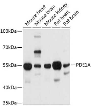 PDE1A Rabbit Polyclonal Antibody