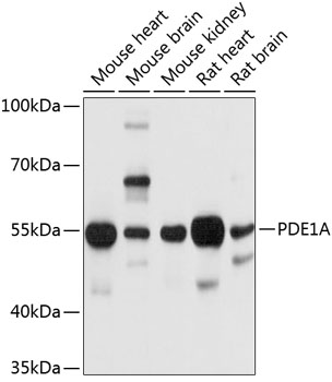 PDE1A Rabbit Polyclonal Antibody