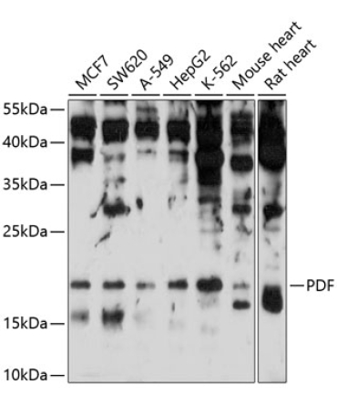 PDF Rabbit Polyclonal Antibody