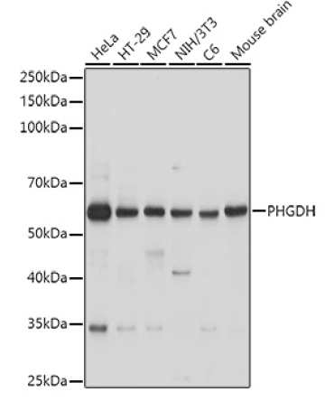 PHGDH Rabbit Polyclonal Antibody
