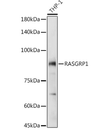 RASGRP1 Rabbit Polyclonal Antibody