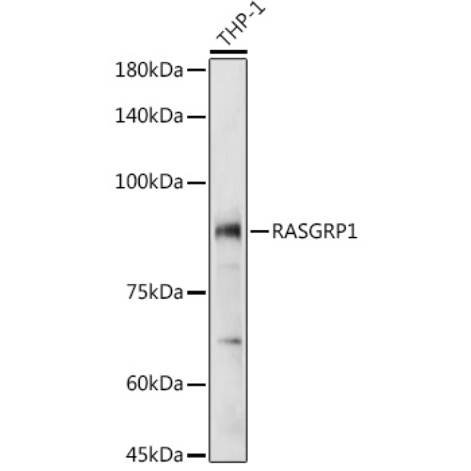 RASGRP1 Rabbit Polyclonal Antibody