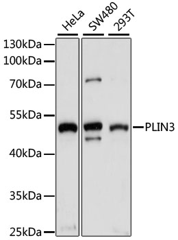 PLIN3 Rabbit Polyclonal Antibody
