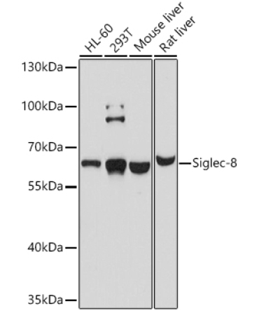 Siglec-8 Rabbit Polyclonal Antibody