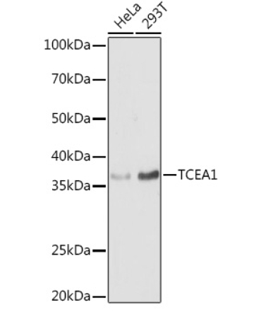 TCEA1 Rabbit Polyclonal Antibody