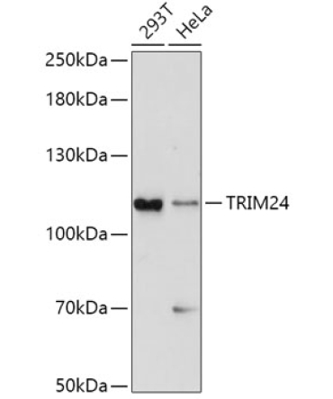 TRIM24 Rabbit Polyclonal Antibody