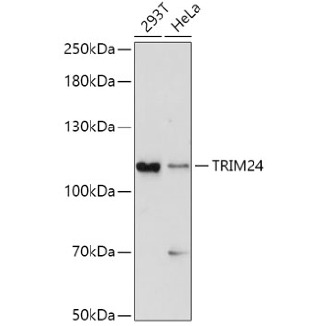 TRIM24 Rabbit Polyclonal Antibody