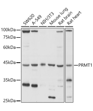 PRMT1 Rabbit Polyclonal Antibody