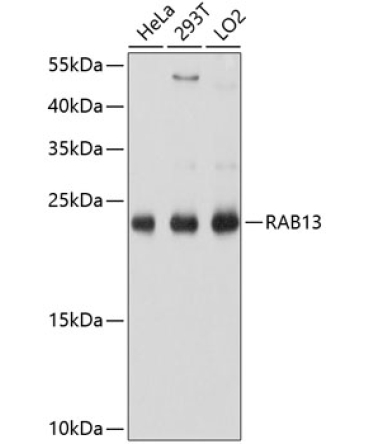 RAB13 Rabbit Polyclonal Antibody