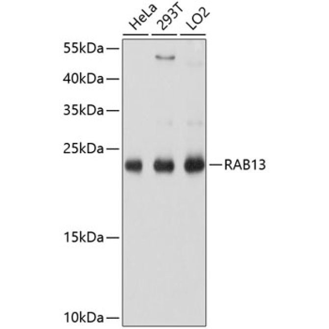 RAB13 Rabbit Polyclonal Antibody
