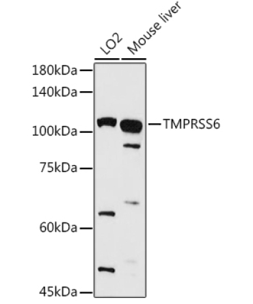 TMPRSS6 Rabbit Polyclonal Antibody