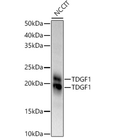 TDGF1 Rabbit Polyclonal Antibody