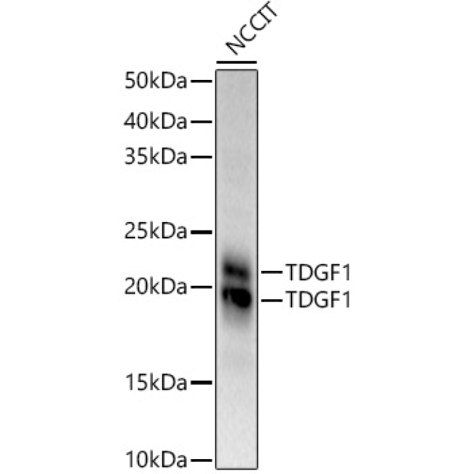 TDGF1 Rabbit Polyclonal Antibody