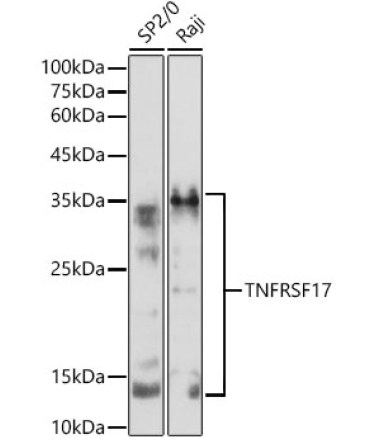 TNFRSF17 Rabbit Polyclonal Antibody
