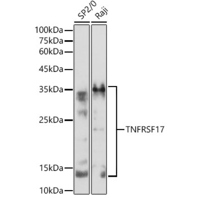 TNFRSF17 Rabbit Polyclonal Antibody