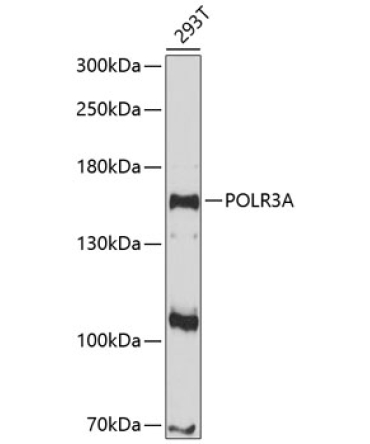 POLR3A Rabbit Polyclonal Antibody