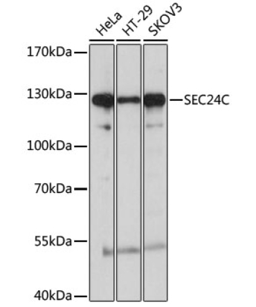 SEC24C Rabbit Polyclonal Antibody