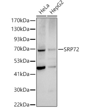 SRP72 Rabbit Polyclonal Antibody