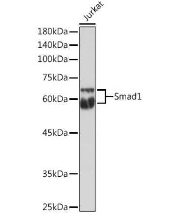 Smad1 Rabbit Polyclonal Antibody