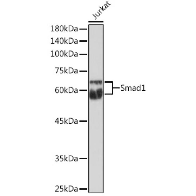 Smad1 Rabbit Polyclonal Antibody
