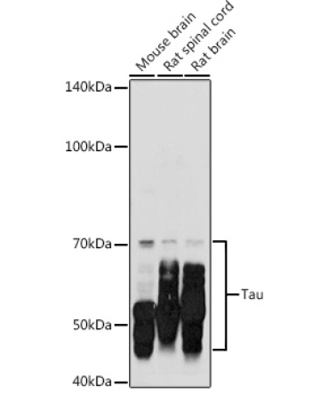 Tau Rabbit Polyclonal Antibody