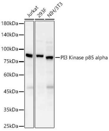 PI3 Kinase p85 alpha Rabbit Polyclonal Antibody