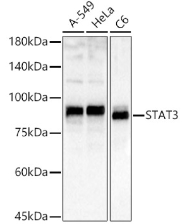 STAT3 Rabbit Polyclonal Antibody