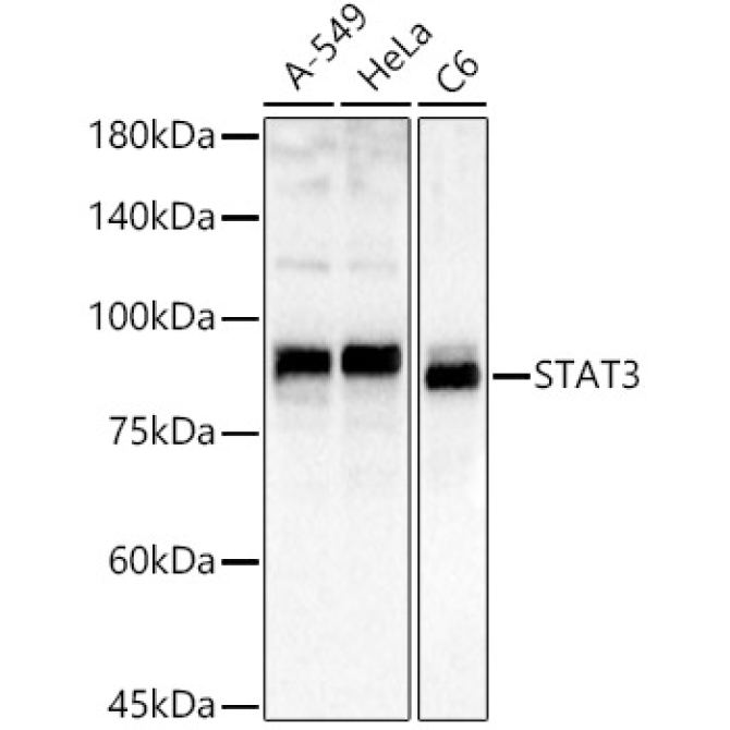 STAT3 Rabbit Polyclonal Antibody