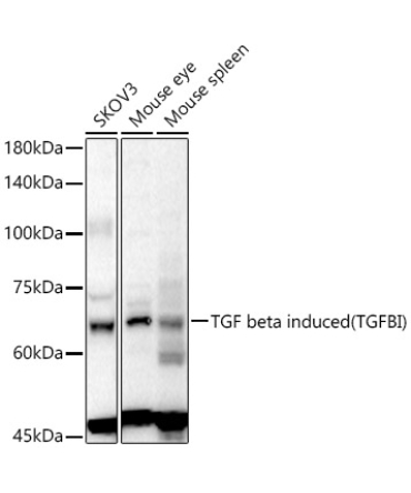 TGF beta induced (TGFBI) Rabbit Polyclonal Antibody