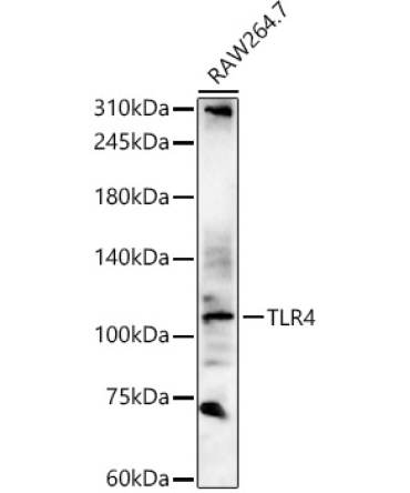 TLR4 Rabbit Polyclonal Antibody