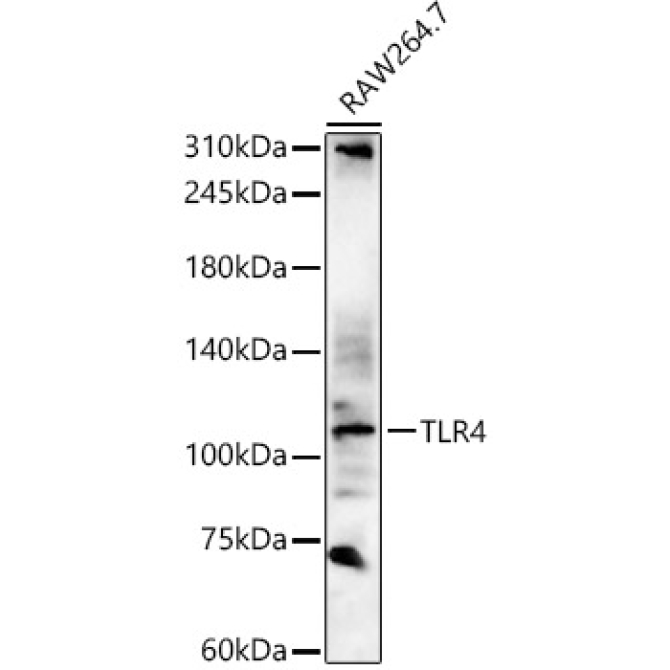 TLR4 Rabbit Polyclonal Antibody