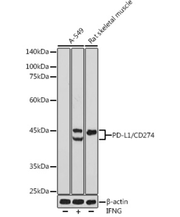 PD-L1/CD274 Rabbit Polyclonal Antibody