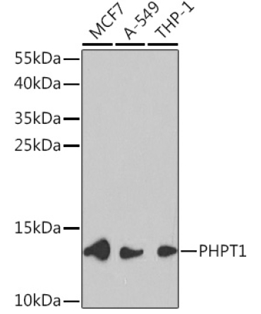 PHPT1 Rabbit Polyclonal Antibody