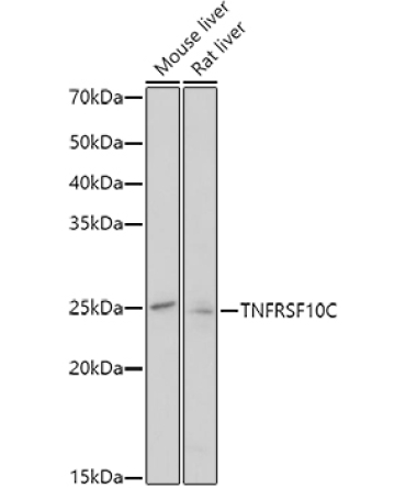 TNFRSF10C Rabbit Polyclonal Antibody