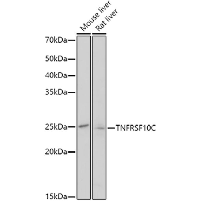 TNFRSF10C Rabbit Polyclonal Antibody