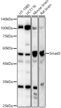 Smad3 Rabbit Polyclonal Antibody