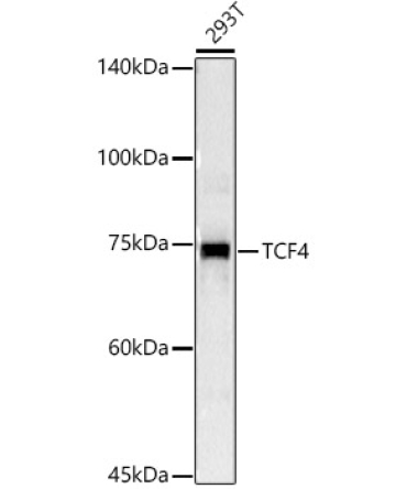 TCF4 Rabbit Polyclonal Antibody