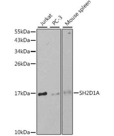 SH2D1A Rabbit Polyclonal Antibody
