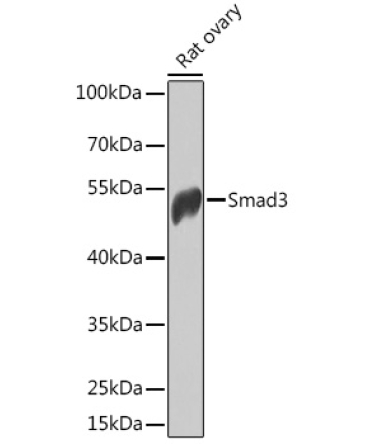 Smad3 Rabbit Polyclonal Antibody