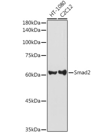 Smad2 Rabbit Polyclonal Antibody
