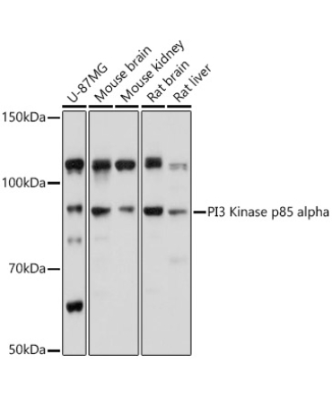 PI3 Kinase p85 alpha Rabbit Polyclonal Antibody