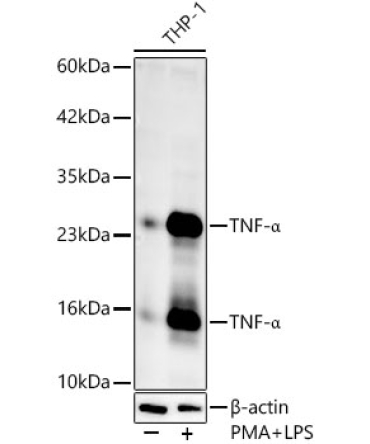 TNF-Alpha Rabbit Polyclonal Antibody
