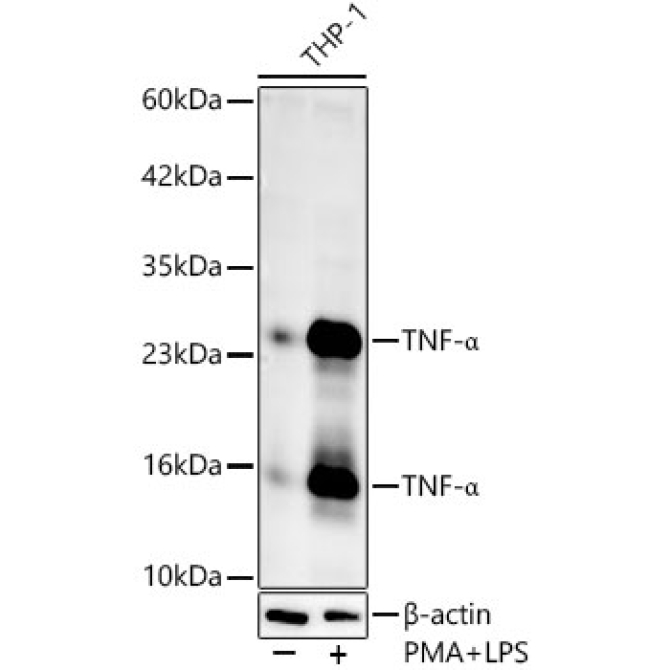 TNF-Alpha Rabbit Polyclonal Antibody
