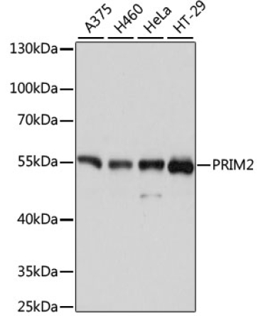 PRIM2 Rabbit Polyclonal Antibody