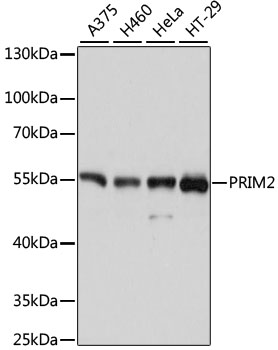 PRIM2 Rabbit Polyclonal Antibody