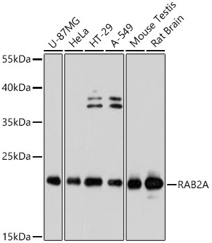 RAB2A Rabbit Polyclonal Antibody