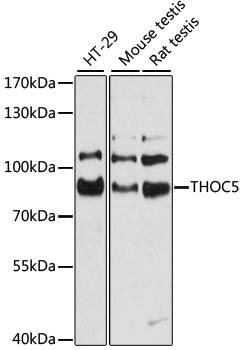 THOC5 Rabbit Polyclonal Antibody